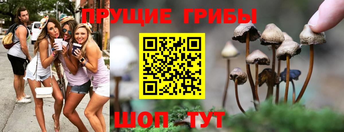 Галлюциногенные грибы Psilocybe Слободской